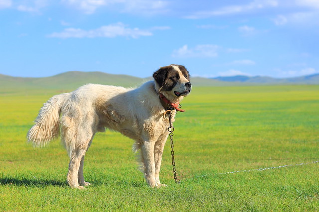 Dog at Ger Camp in Mongolia