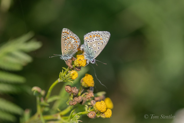 Common blue mating