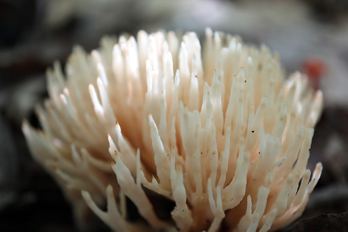 jelliedfalsecoral mushroom fungi