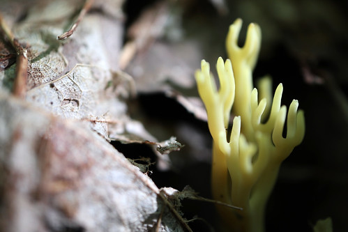 yellowstagshorn mushroom fungi jellyantler
