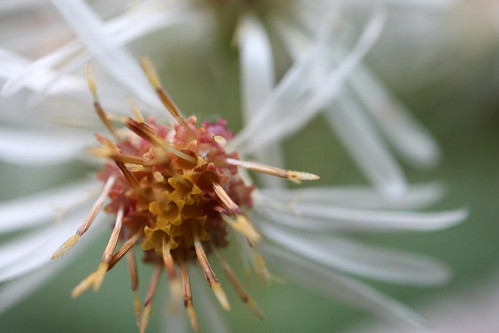 whorledwoodaster plant flower