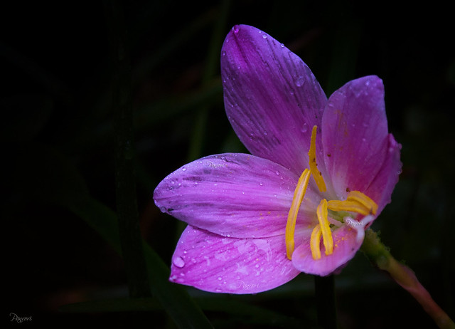 Flor violeta 🌺ܓ