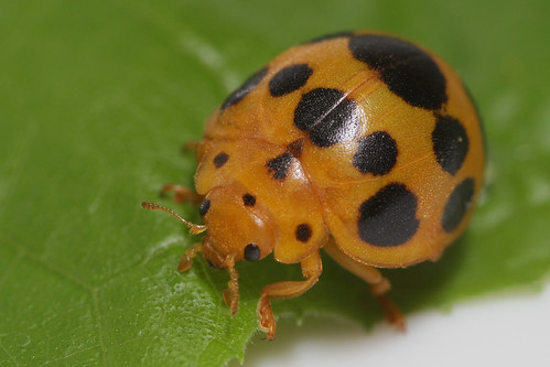 insect beetle coleoptera coccinellidae epilachninae epilachna epilachnaborealis squashladybeetle northcarolina piedmont inaturalist
