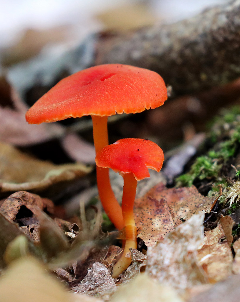 Orange/Red Mushrooms