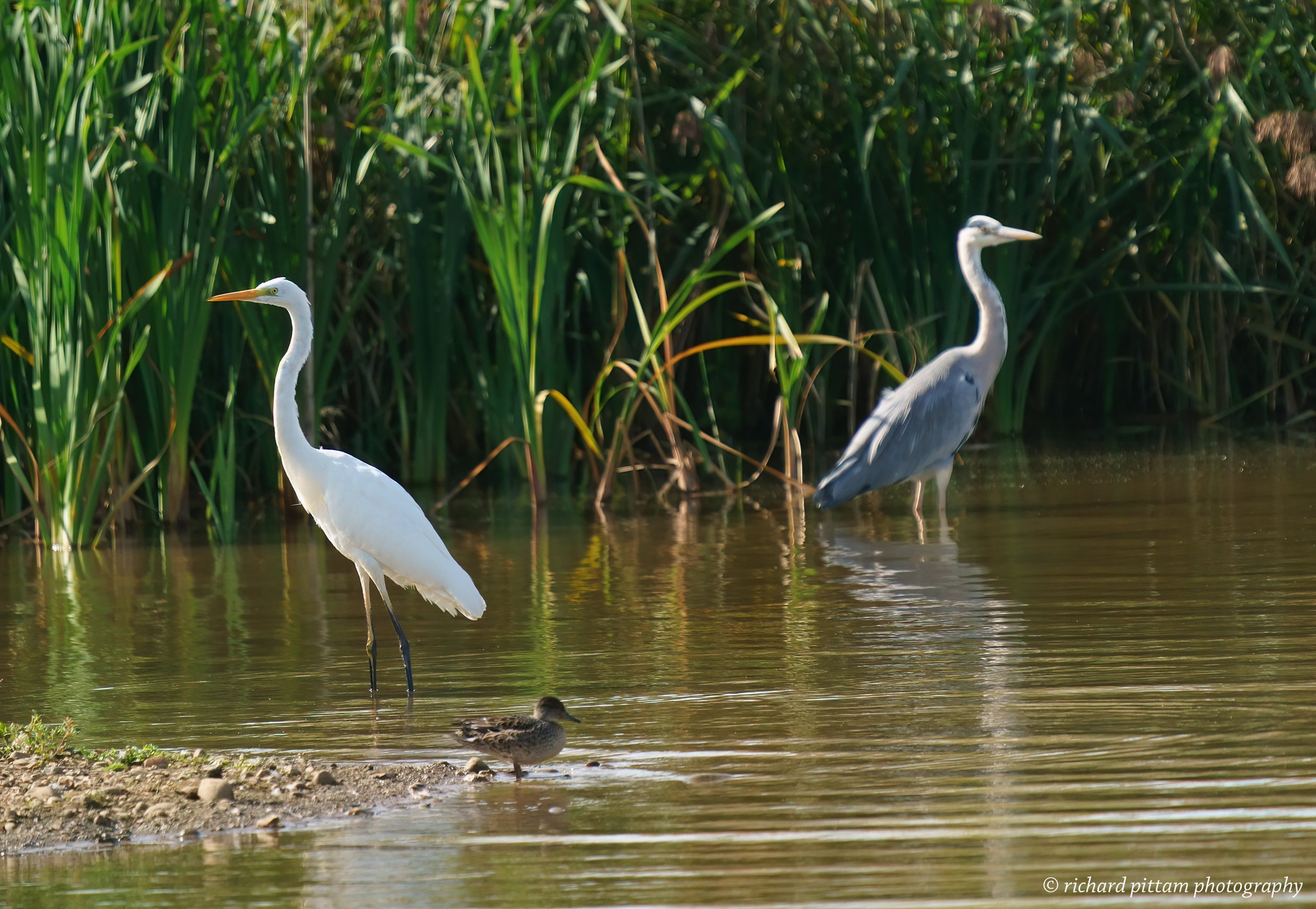 Great White Egret with Grey Heron and Teal on-looking...