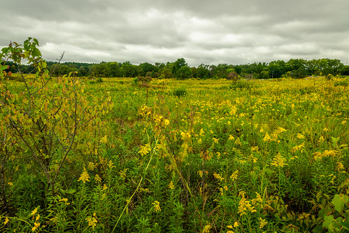 nature landscape outdoor outdoors yellow green wisconsin madison canon eosr flower flowers prairie field outside outdoorphotography