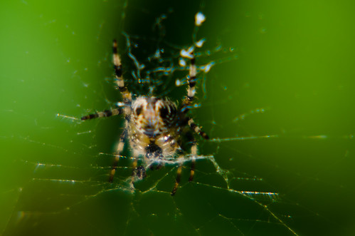 Female garden spider and web