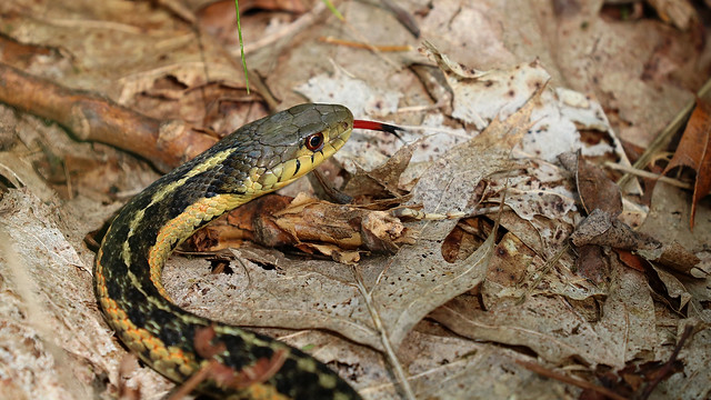Garter Snake In The Leaves