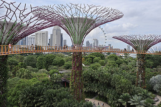 Layover in SG -  Gardens By The Bay OCBC Skyway tree and the city