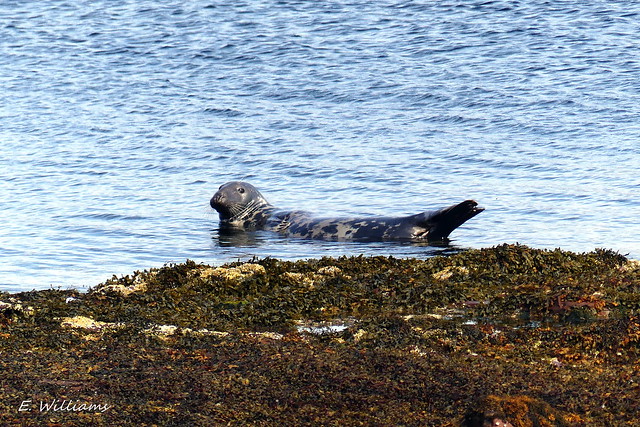 Grey Seal. Great Cumbrae