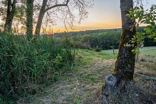 landscape nikkor nikon d7100 lightroom france dordogne countryside trees tree wood forest sunset 1850 zoom contrejour