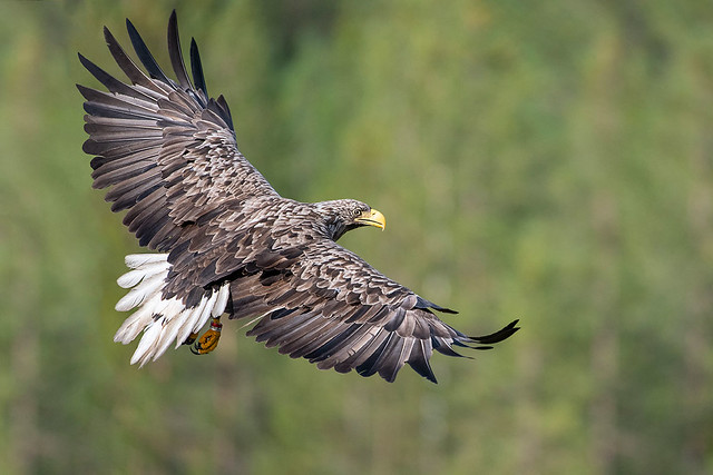 White-Tailed eagle in flight