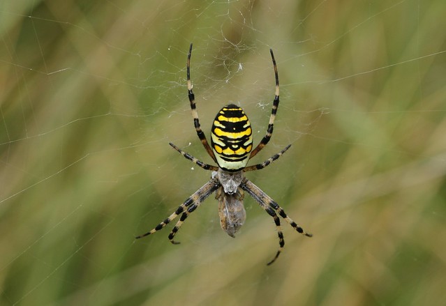 Wasp Spider with meal!