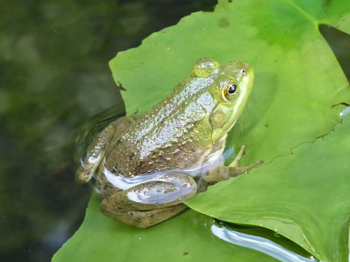 Codman frogs