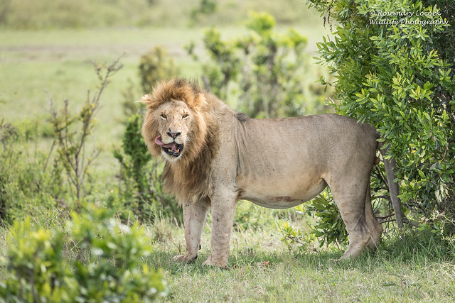 Male Lion - Panthera leo