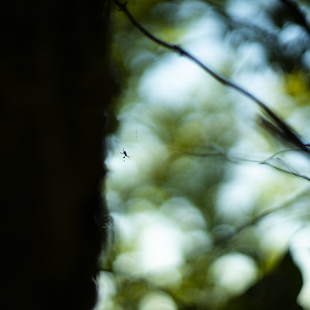 Little Spider in the Forest