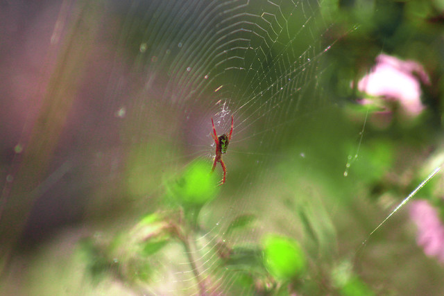 The spider and its environment