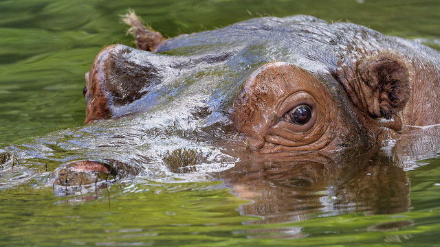 Hippo very close