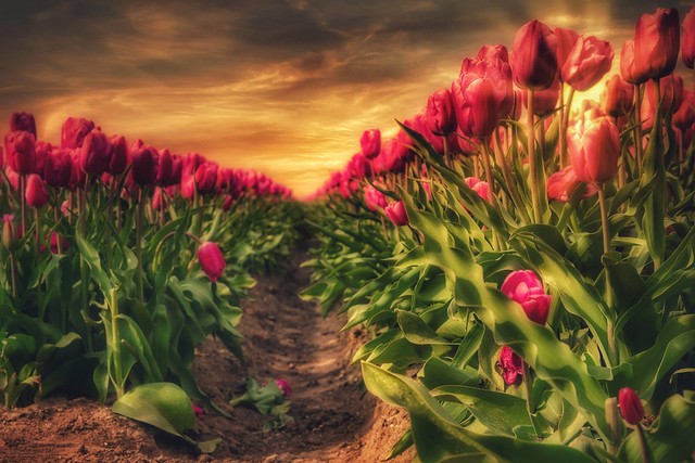 Tulips fields by lemmer friesland