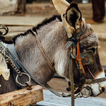 Donkey Pulling Cart