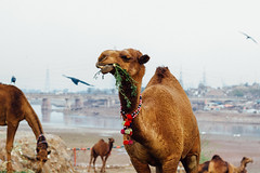 Camel Chewing, Lahore Pakistan