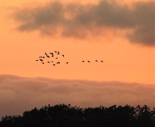 nikon p900 coolpix druridge druridgeponds northumberland northeast countryside nature wetlands sunset light clouds silhouette silhouettephotography dusk geese birdsinflight pinkfootgeese pinkfootedgeese