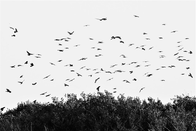 Crows - Escape From The Copse