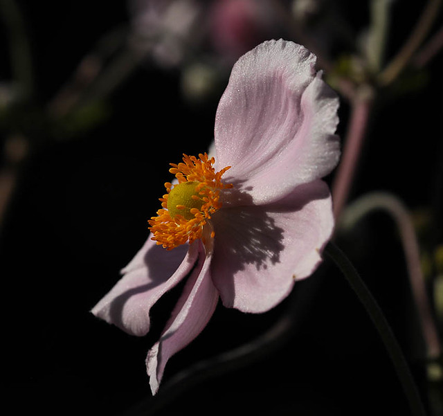 Anemona japonica (in my garden)