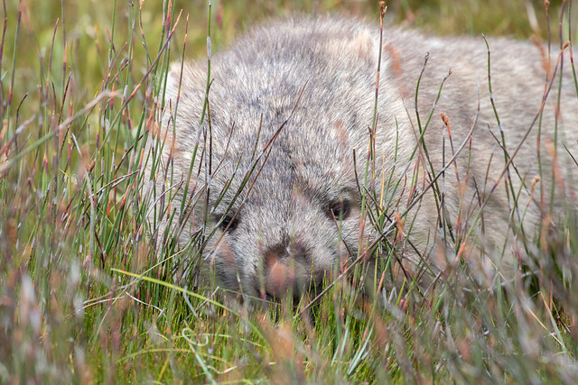 A greying old wombat