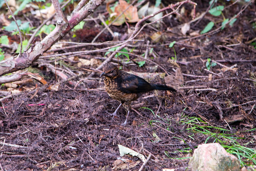 Young (and speckled) blackbird
