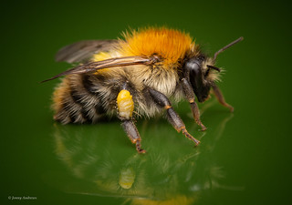 Common Carder Bee | by jonny.andrews65