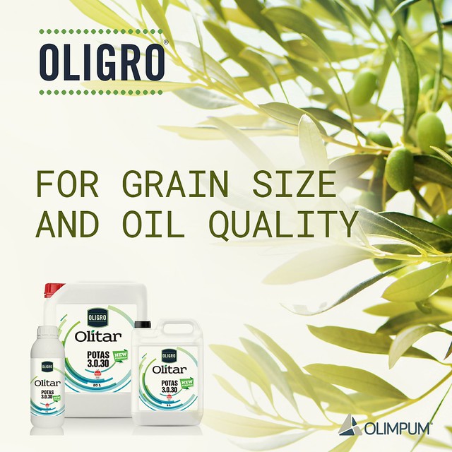 For Grain Size and Oil Quality in Olive