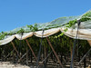 Sicílie, vinice nedaleko Granieri, foto: Petr Nejedlý
