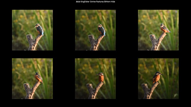 Male Kingfisher Dinton Pastures Bittern Hide