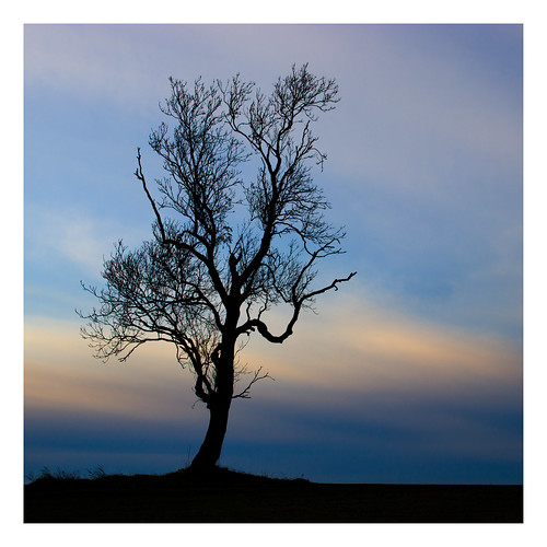 square sunset tree canon80d sigma1750mmf28 worcestershire