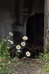 Fort Petrie Daisies