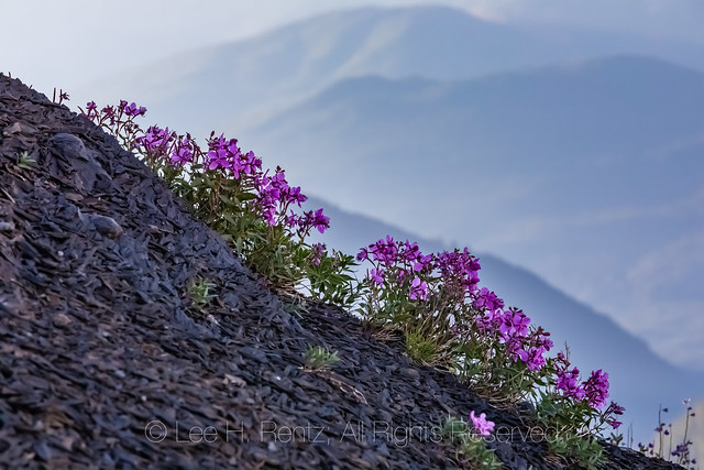 Alpine Fireweed on Heliotrope Ridge
