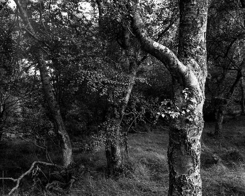 landscape ilfordortho 4x5 largeformat walkertitansf monochrome blackandwhite ruralnortheast ancientwoodland tree