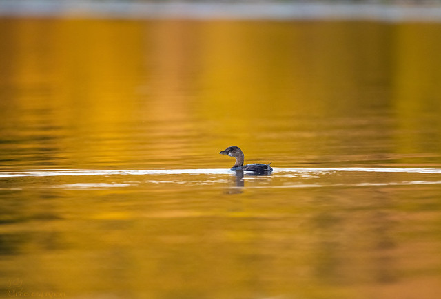 Pied-billed Grebe swimming in golden water!