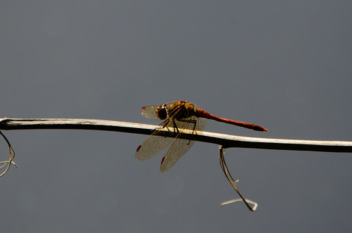 Smestow Valley dragonflies: common darters at rest