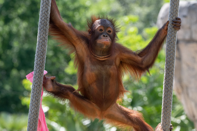 Orangutan Splits Between Two Ropes