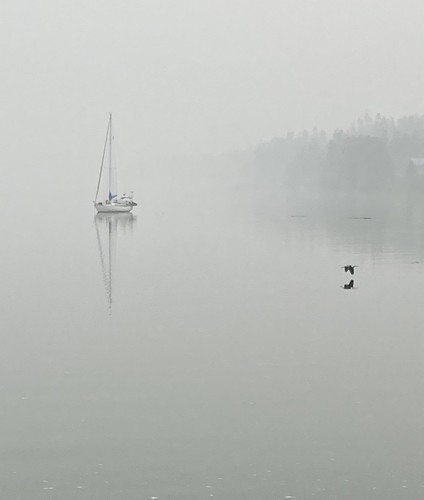 blueheron inexplore dreamy bird misty sailboat water fog horizon flickrfriday