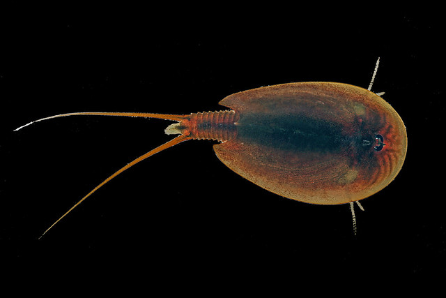 Tadpole-shrimp Lepidurus apus