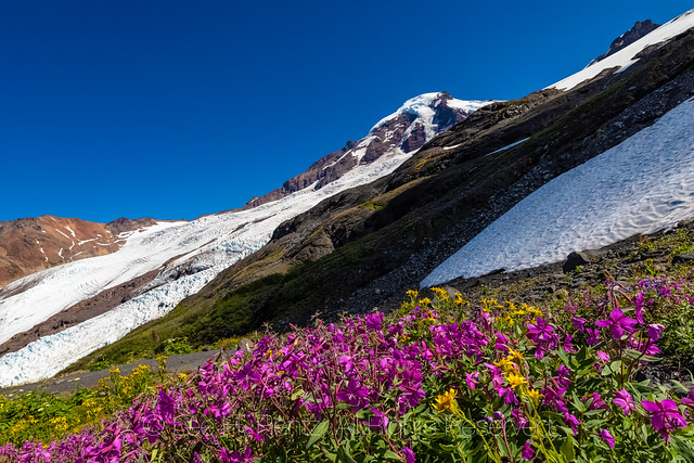 Alpine Fireweed and Mount Baker