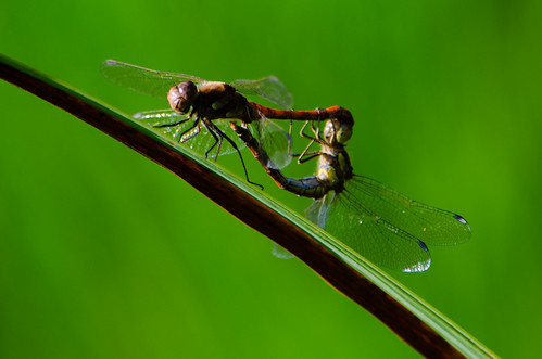 Smestow Valley dragonflies: common darters mating