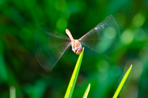 Smestow Valley dragonflies: common darters in flight