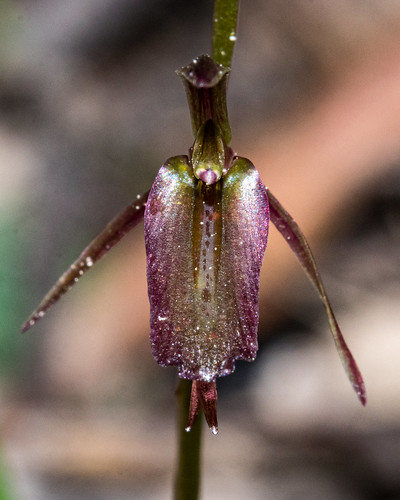 orchidaceae gnatorchid cyrtostylisreniformis nativeplants lithgow brownsgap orchids