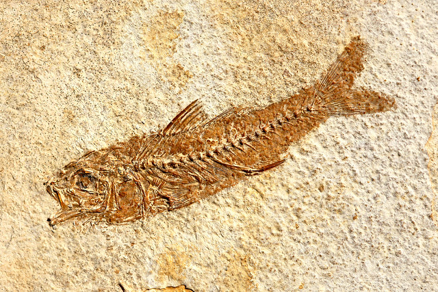 Jurrasic fish fossil in Solnhofen limestone