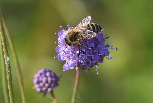 Honningbi (Honeybee / Apis mellifera)