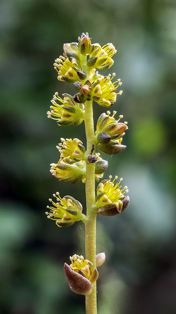 Lenophyllum reflexum 3797-1; Crassulaceae (5)
